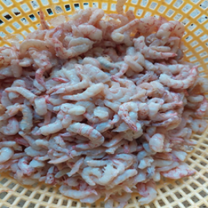 PD,PUD CAT TIGER SHRIMP, SAND SHRIMP,.. PD,PUD CAT TIGER SHRIMP, SAND SHRIMP,..