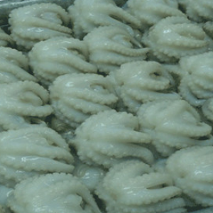 FROZEN BABY OCTOPUS