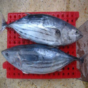 CÁ TRÁO NGUYÊN CON ĐÔNG ĐÔNG LẠNH CÁ TRÁO NGUYÊN CON ĐÔNG ĐÔNG LẠNH